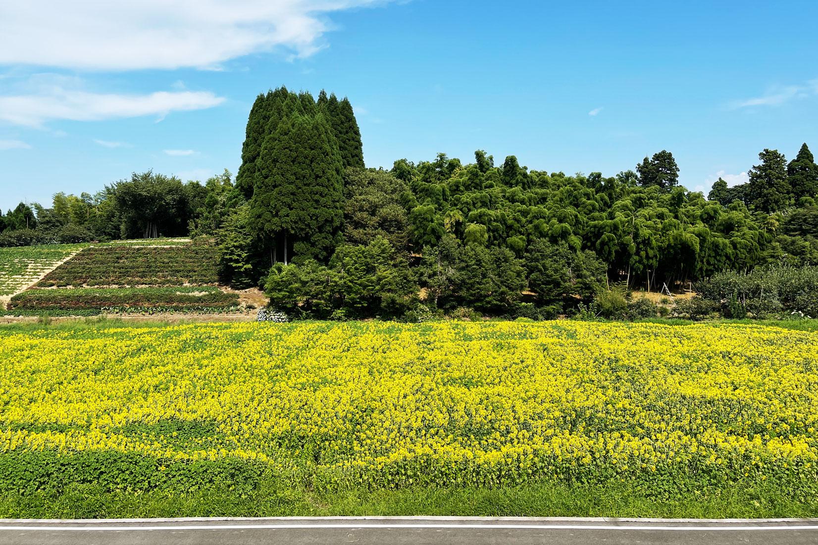 富山県立大学のひまわり畑の概要-0