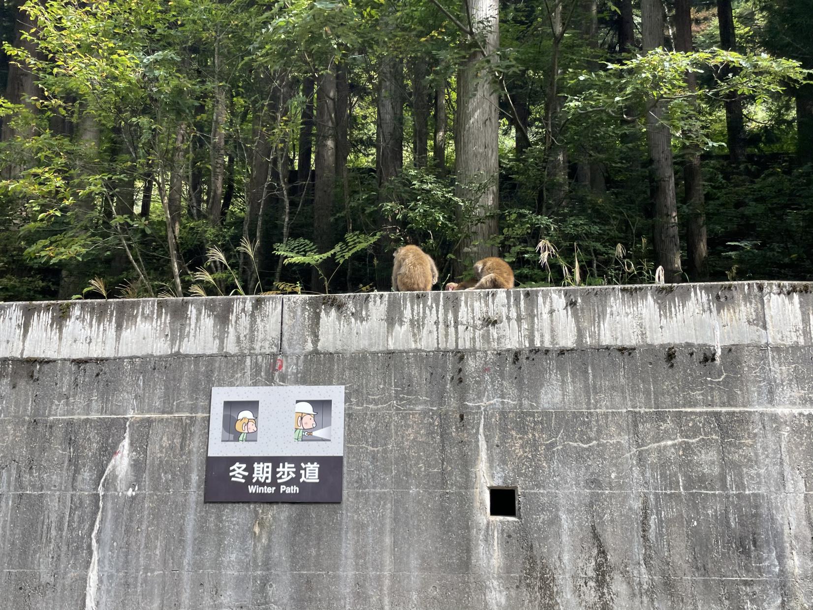 トロッコ電車乗車中の楽しみの１つ：野生の動物にも会える-2