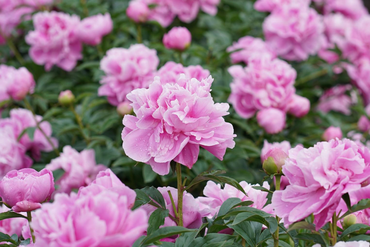 【上市町・富山県薬用植物指導センター】シャクヤクとボタン、ハーブを楽しめる花園-0