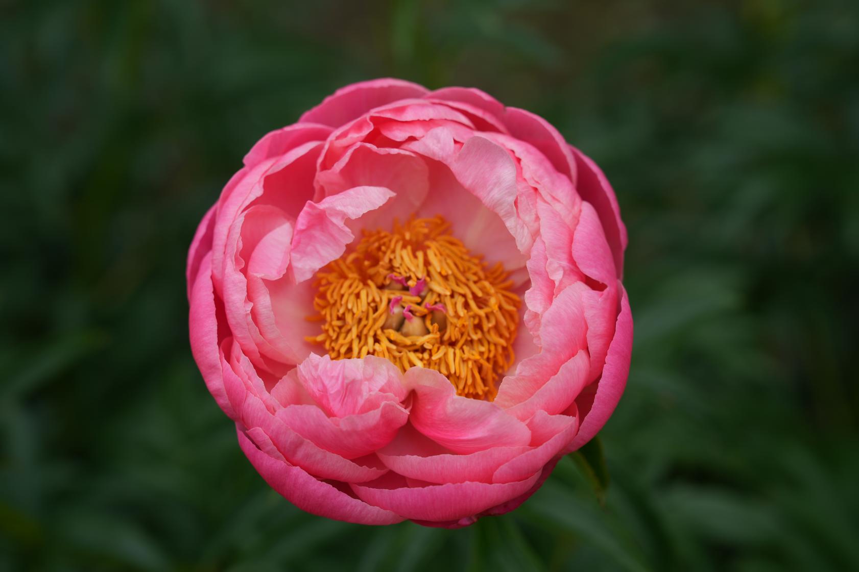 【上市町・富山県薬用植物指導センター】シャクヤクとボタン、ハーブを楽しめる花園-3