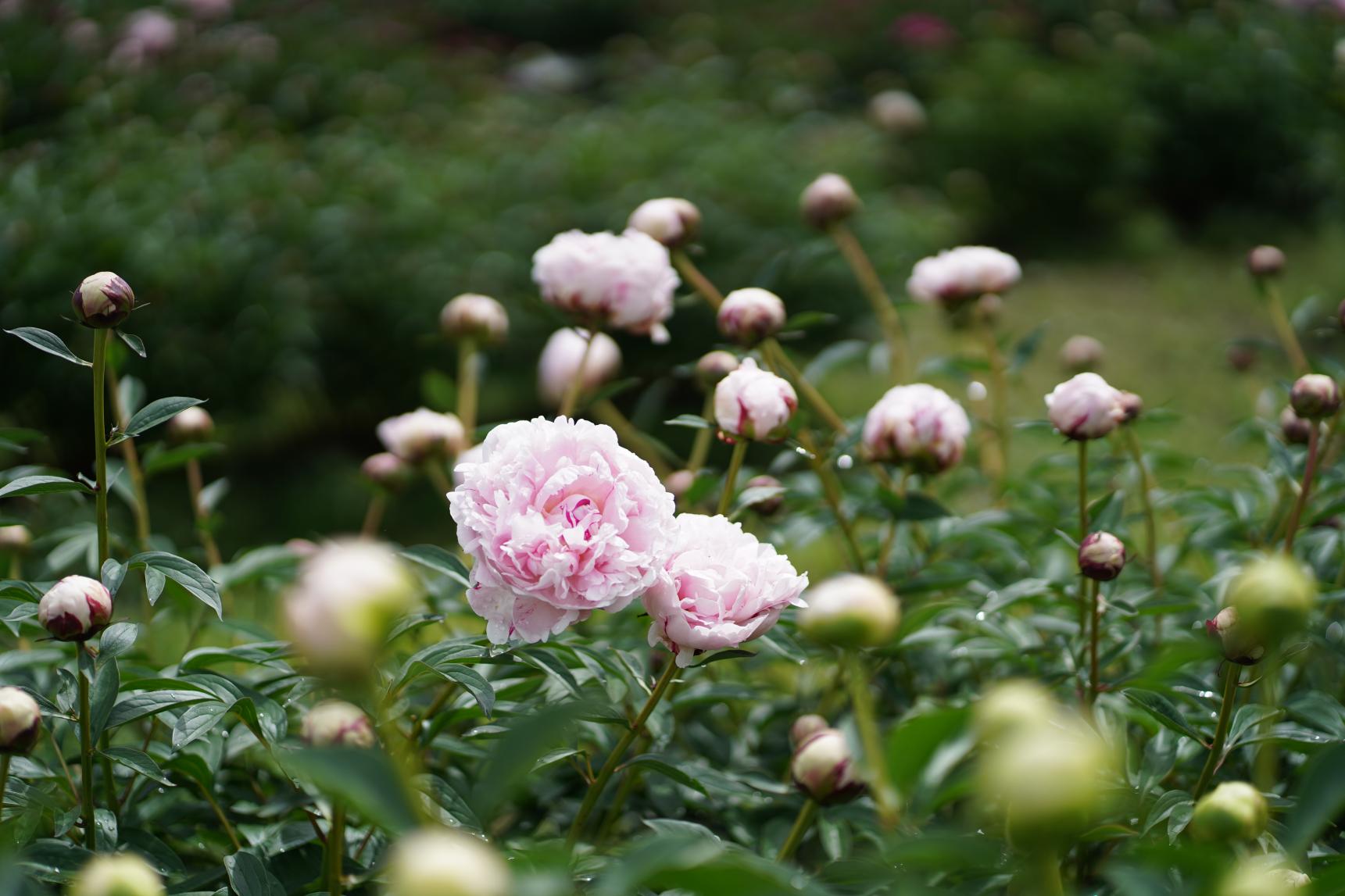 【上市町・富山県薬用植物指導センター】シャクヤクとボタン、ハーブを楽しめる花園-1