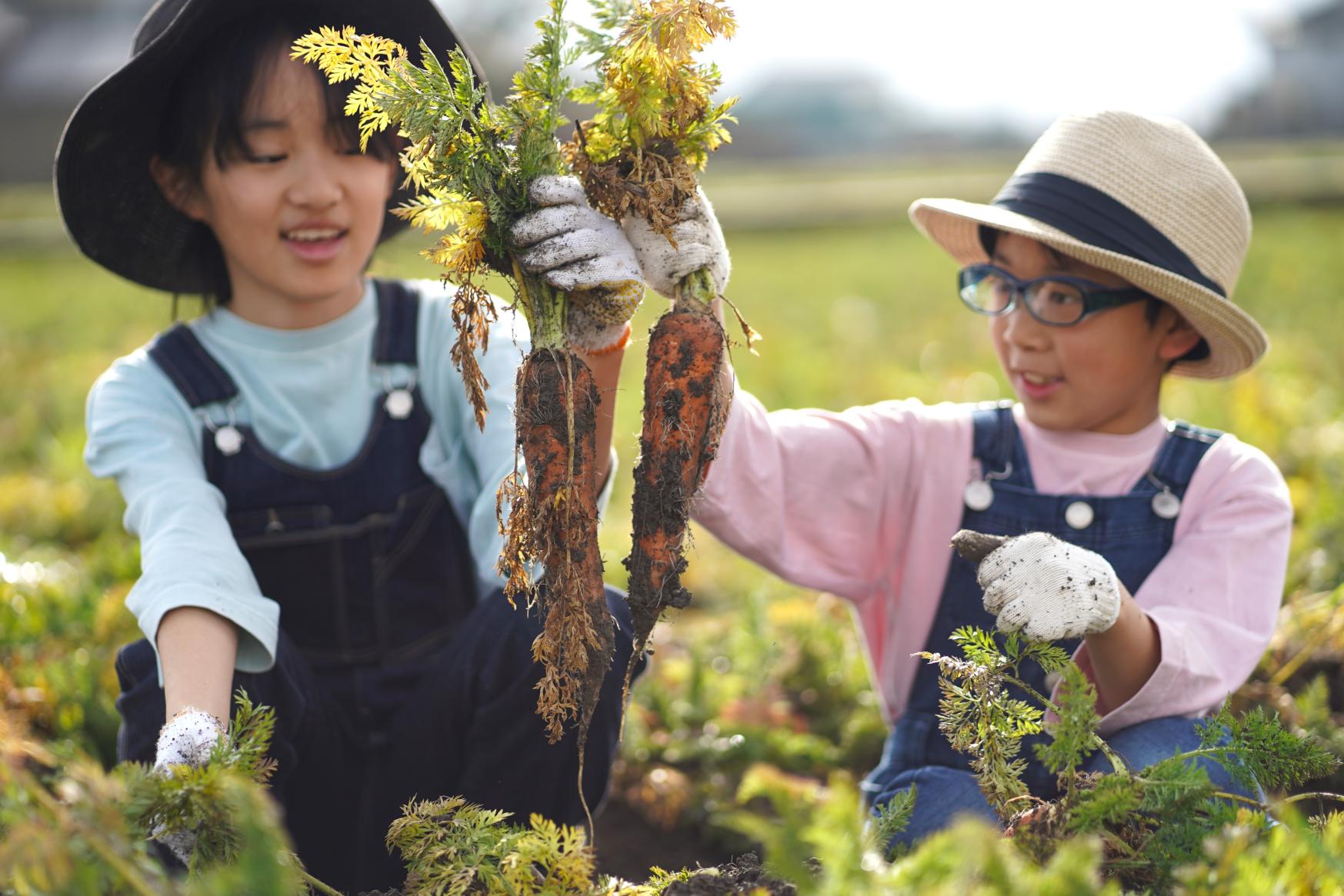 家族で楽しめる「にんじんつめ放題まつり（南砺市高堀）」【毎年3月と11月に開催】