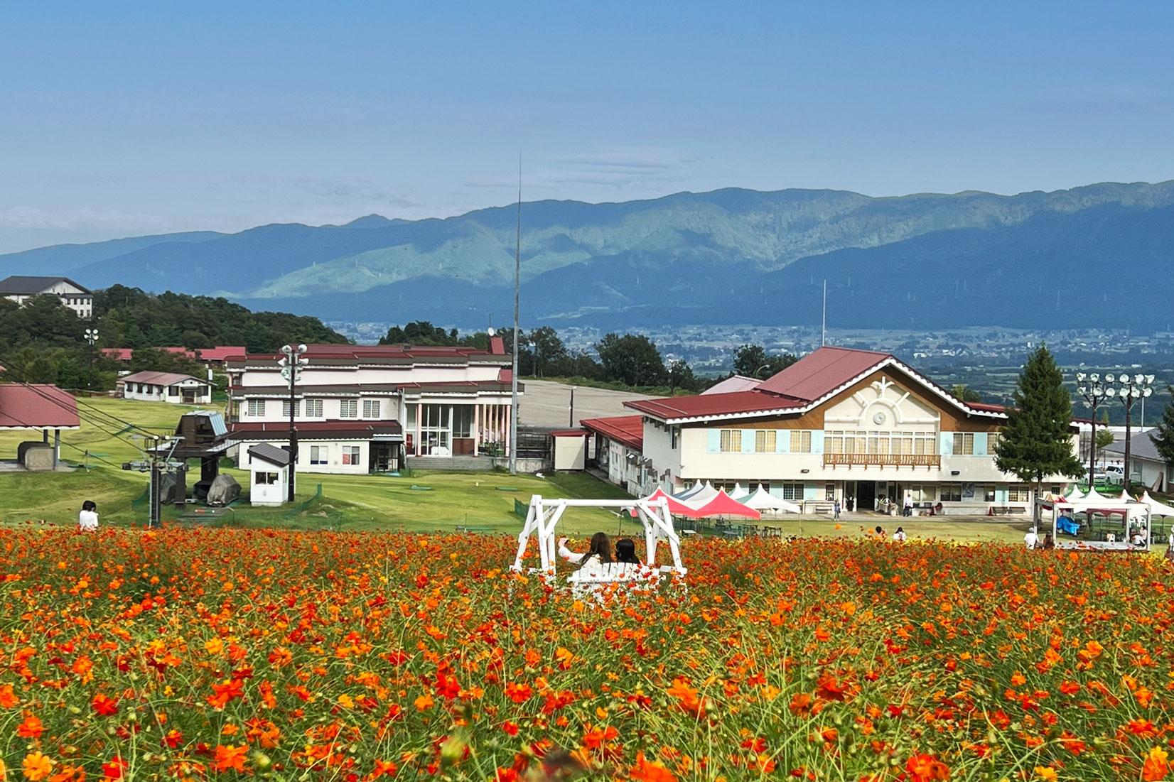 イオックスアローザ「キバナコスモスまつり」秋の富山を彩る絶景！