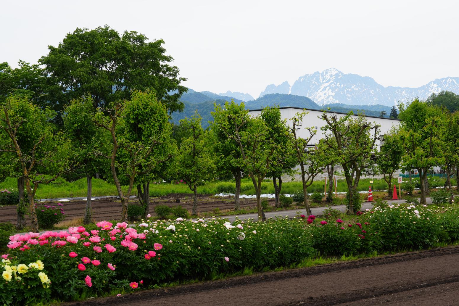 立山連峰を望む穴場絶景スポット4選【伊折橋・薬用植物指導センター・牛岳パノラマ展望台・富山市塩の千本桜】-1