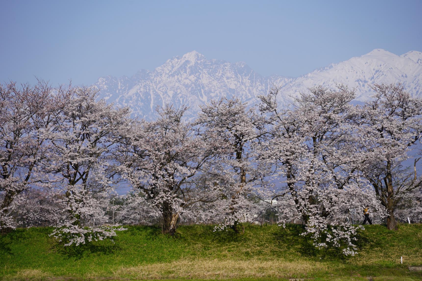 立山連峰を望む穴場絶景スポット4選【伊折橋・薬用植物指導センター・牛岳パノラマ展望台・富山市塩の千本桜】-3