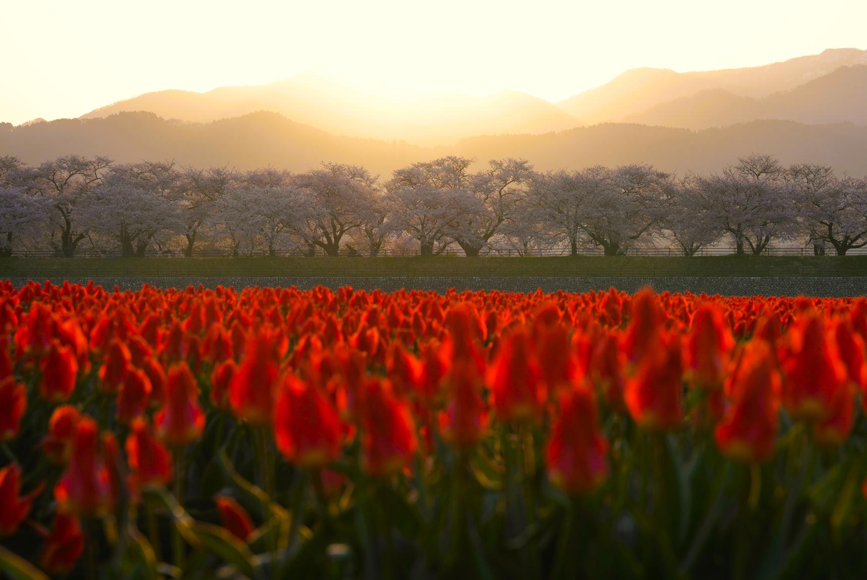 富山県の春の絶景！あさひ舟川「春の四重奏」の見どころを紹介します！