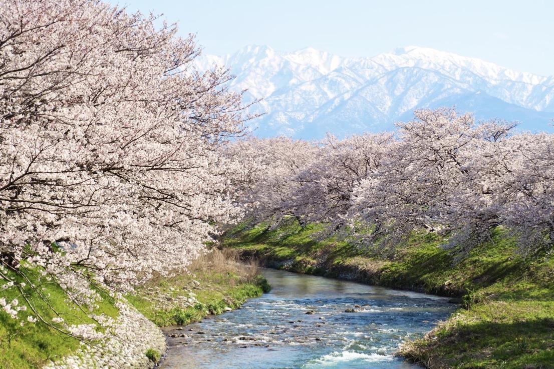 After the plums are Sakura! "70 famous Sakura spots in Toyama"-1
