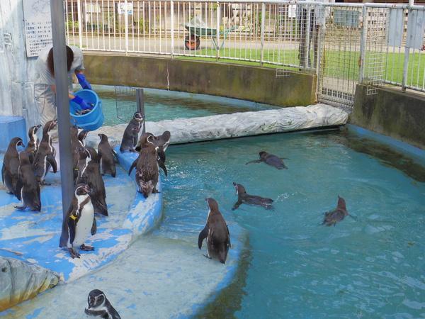 ⑤高岡古城公園動物園（高岡古城公園内）（高岡市）