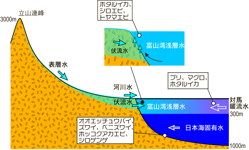 美食材は、富山の独特の地質から。-0