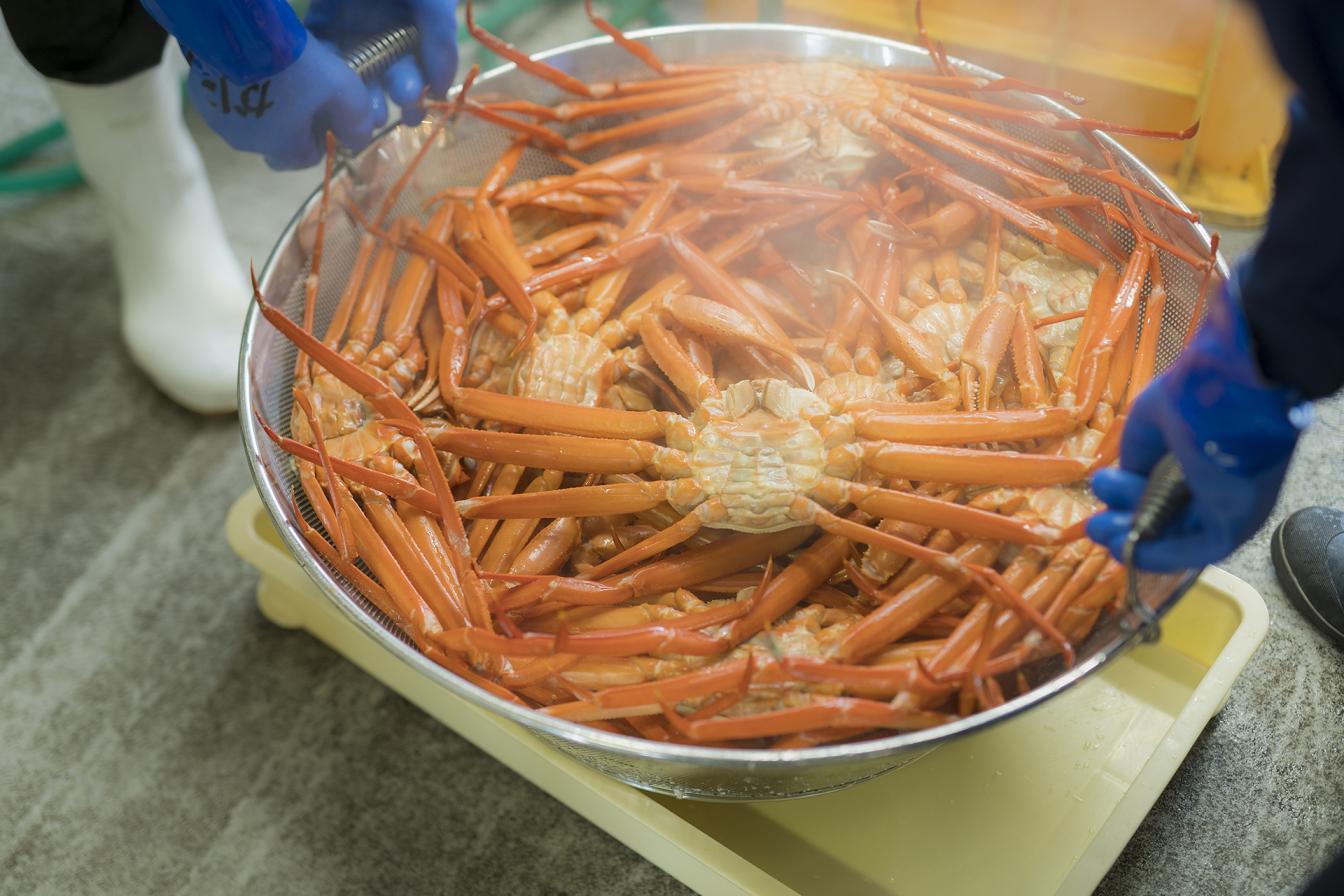 富山の冬の味覚を代表する食材 ～ベニズワイガニ～-1