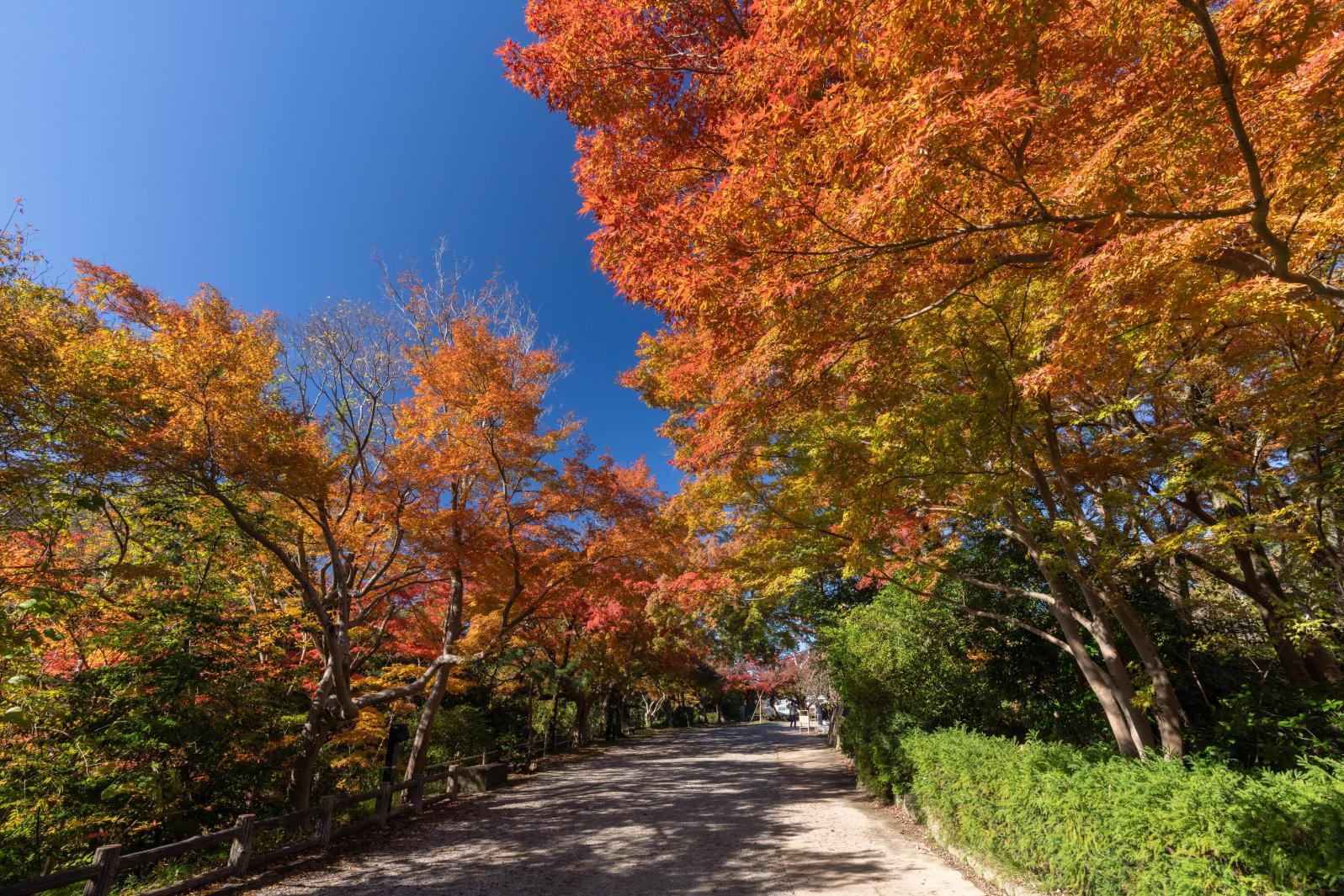 'Takaoka Old Castle Park', a 15-minute walk from Takaoka Station-0