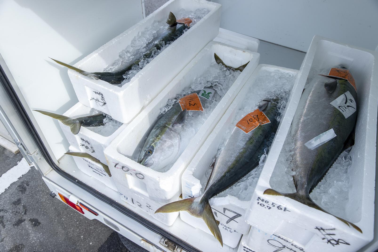 13:30 ｰ ハマオカ海の幸｜【暮らし・水循環】
魚津の水循環によって育まれた地魚を加工-4