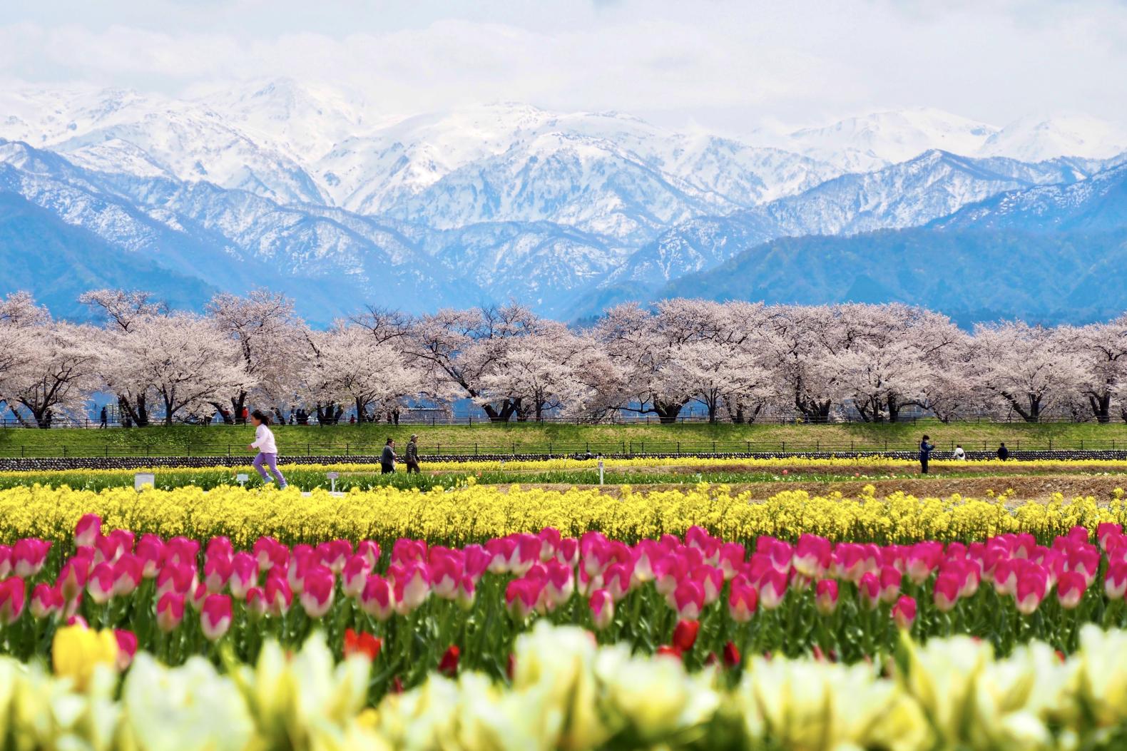 「あさひ舟川 春の四重奏」から始まる春の富山旅