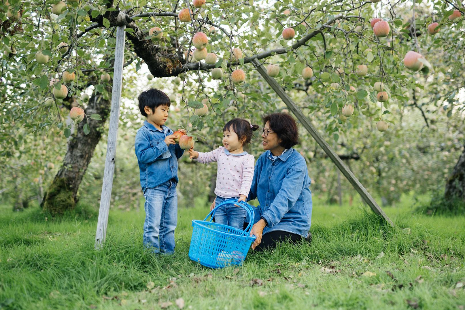 子どもも参加可能！りんご・梨収穫体験🍎🍐