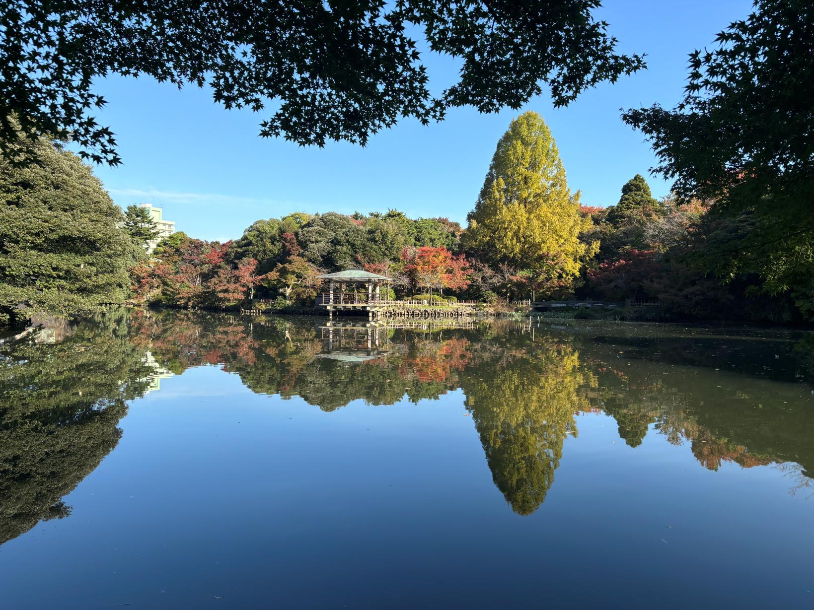 木々が色づく中の島